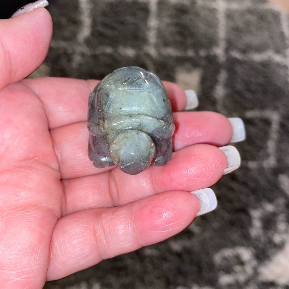 Crystal turtles - Picture 14 of 16